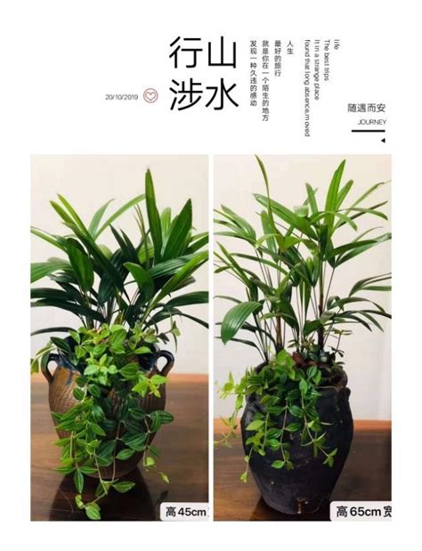 適合陰暗的植物|6大耐陰小型植物：室內養殖必備，打造綠意空間 